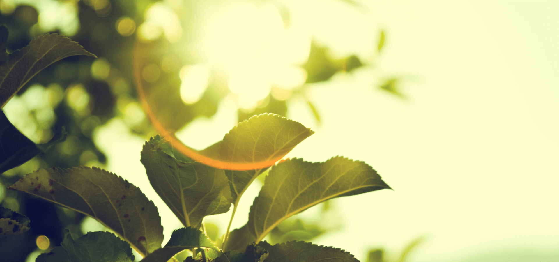 Sol brillando entre las hojas de un arbol