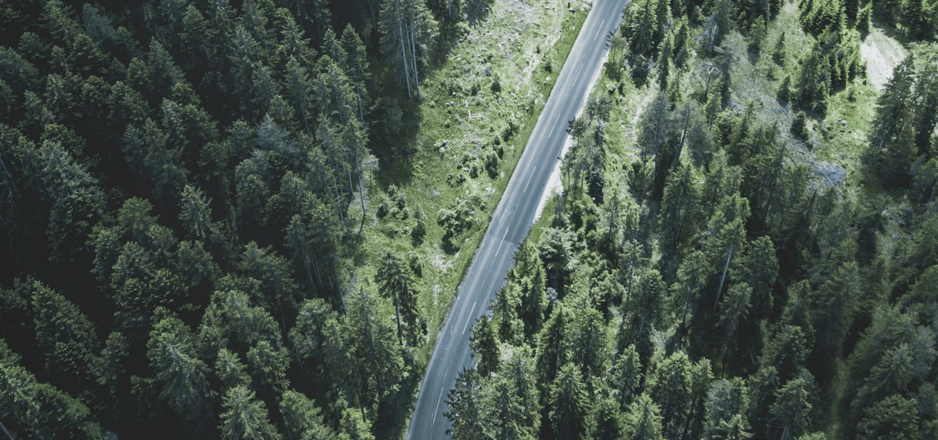 Carretera en medio de un bosque